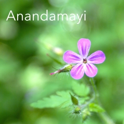 15_Anandamayi.jpg